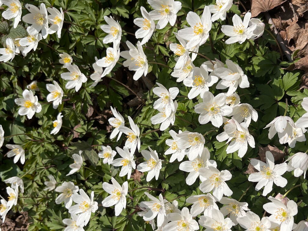 6B9F5951-5779-4D9F-A61D-D109D0E5B02B-22244-000005017EE055CA